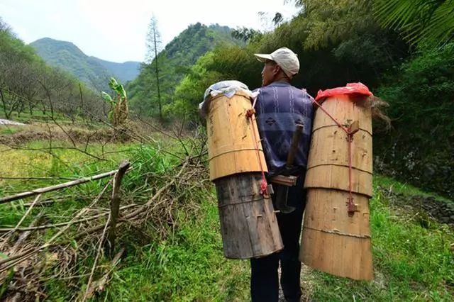 中蜂養殖技術 | 一位蜂農的中蜂區域性研究報告